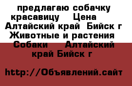 предлагаю собачку красавицу. › Цена ­ 0 - Алтайский край, Бийск г. Животные и растения » Собаки   . Алтайский край,Бийск г.